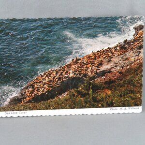 Vintage Postcard - The Sea Lion Caves Oregon - Smith Western